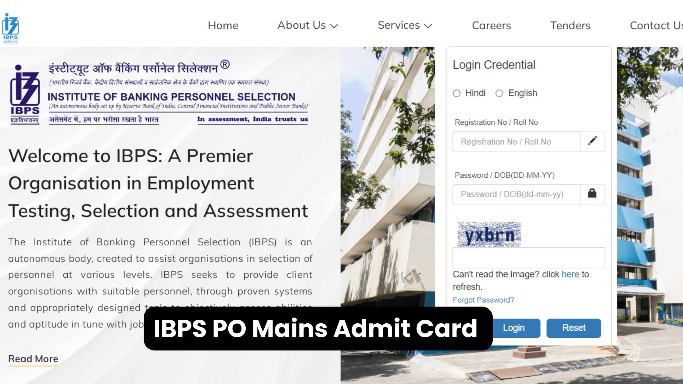 IBPS PO Mains Admit Card download at ibps in